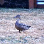 A visiting duck