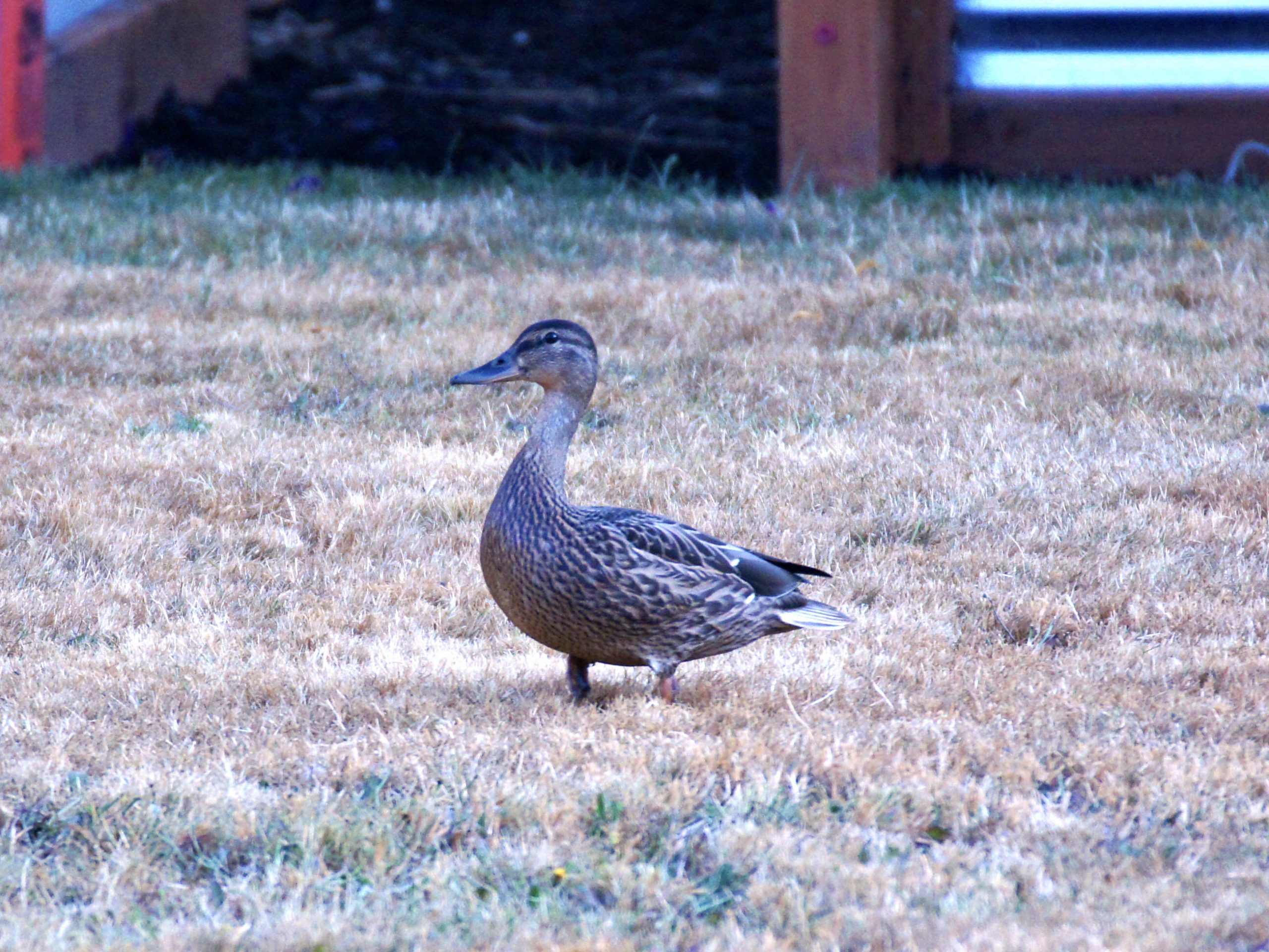 A visiting duck